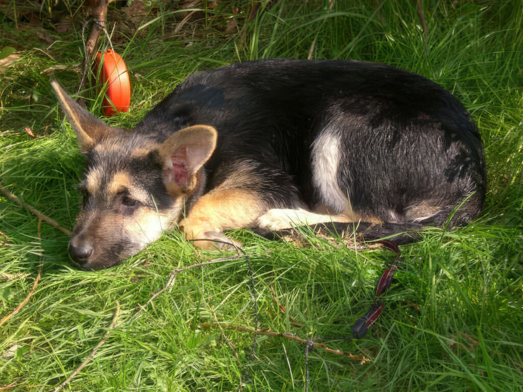 Schwarz-brauner Hund liegt entspannt im grünen Gras im Schatten.