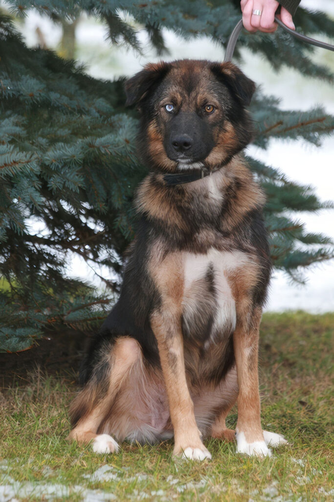 Braun-schwarzer Hund mit unterschiedlich gefärbten Augen sitzt angeleint vor einem Nadelbaum im Freien.