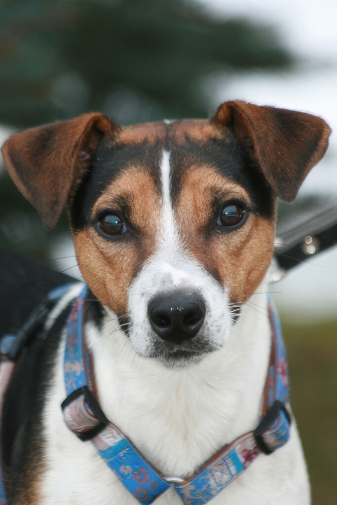 Nahaufnahme eines braun-weiß-schwarzen Hundes mit Geschirr, der aufmerksam in die Kamera blickt.
