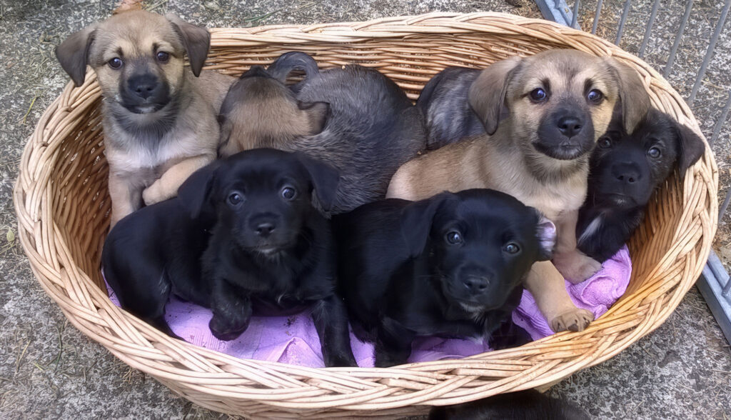 Mehrere Hundewelpen sitzen dicht aneinander in einem geflochtenen Korb auf einer Decke im Freien.