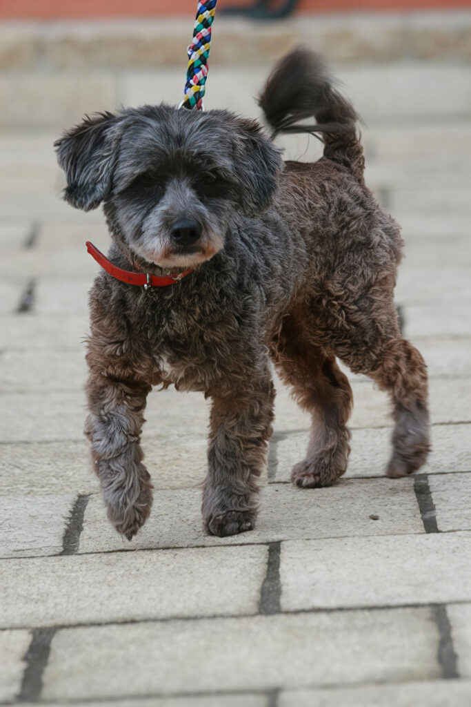 Kleiner graubrauner Hund mit lockigem Fell steht angeleint auf einem gepflasterten Weg.