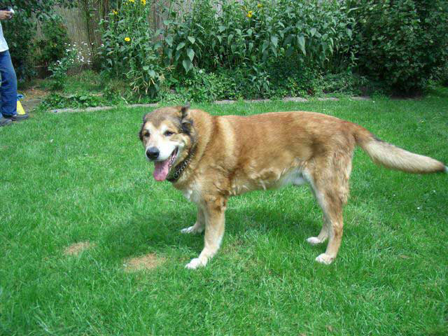 Großer brauner Hund steht im Garten auf grünem Rasen.