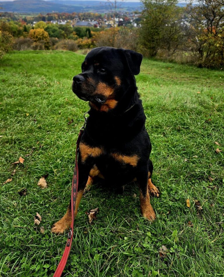 Fabelhafte Hunde Suchen Ein Zuhause Nhe Kpenick Berlin Ebenbild