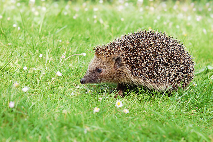 Ein Igel läuft über eine grüne Wiese und sucht im Frühjahr nach Nahrung.