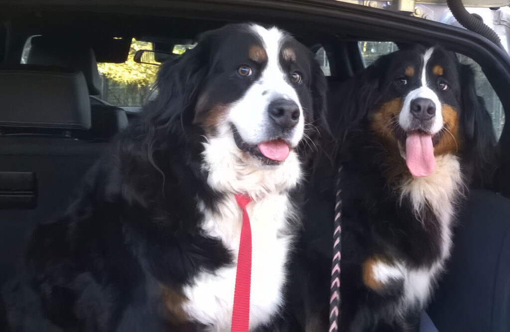 Zwei Berner Sennenhunde sitzen im offenen Auto und schauen mit herausgestreckter Zunge nach draußen.