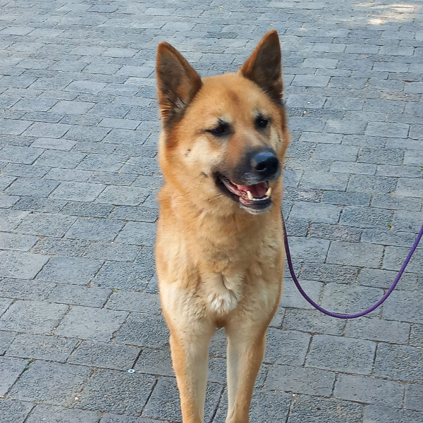 Hellbrauner Hund mit spitzen Ohren steht angeleint auf Pflastersteinen und schaut aufmerksam nach vorne.