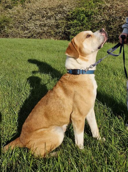 Hellbrauner Hund sitzt angeleint im Gras und schaut nach oben zu einer Person.