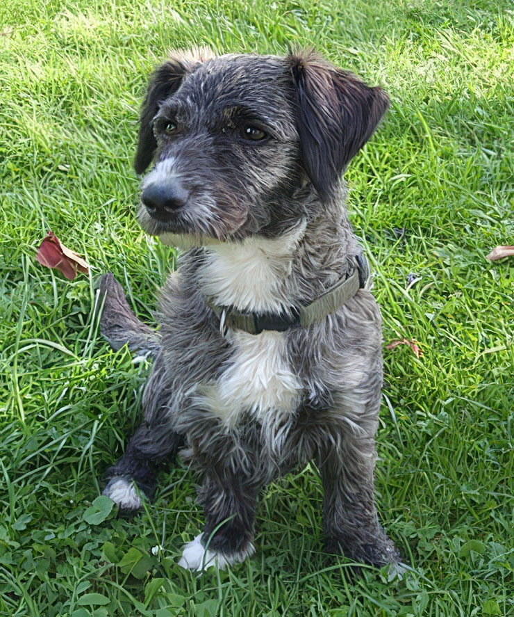Kleiner grauer Hund sitzt auf grünem Rasen.