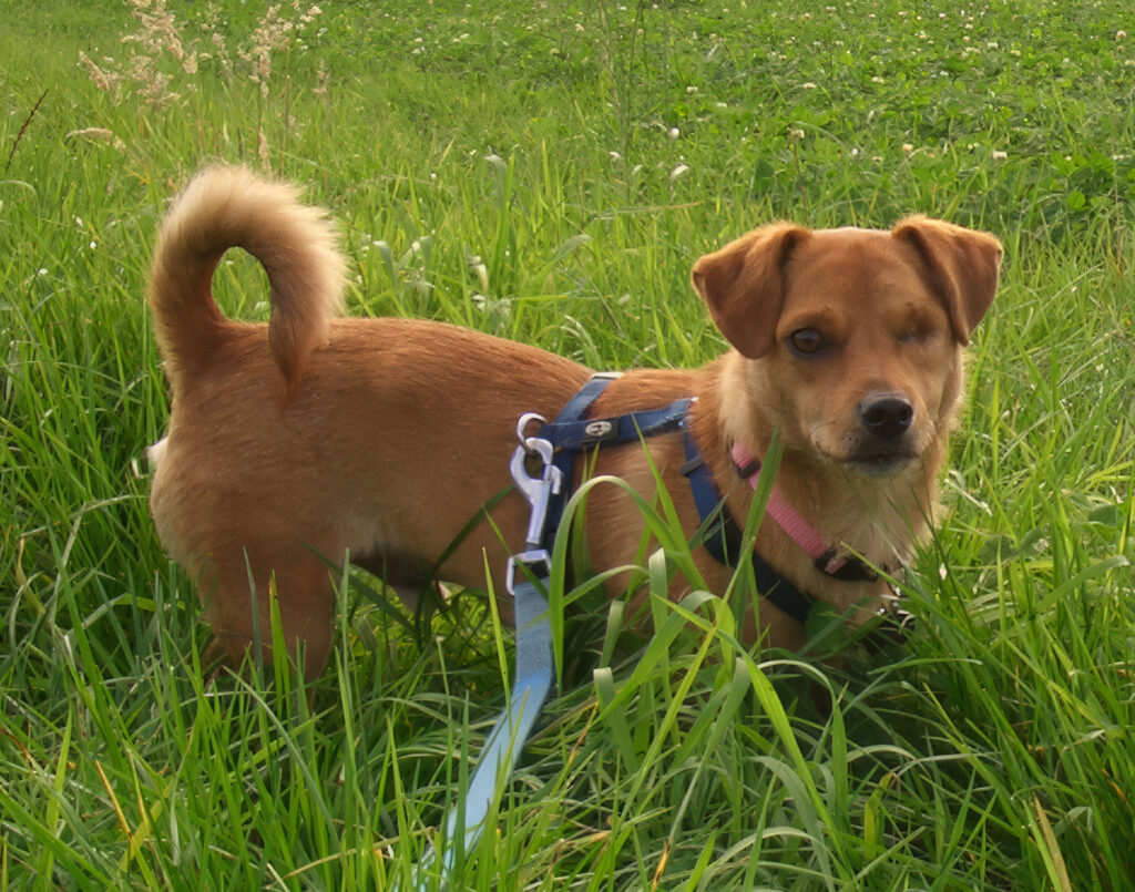 Kleiner brauner Hund mit Geschirr steht im hohen grünen Gras.