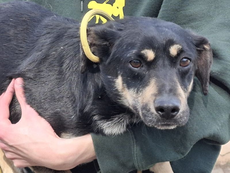 Schwarzer Hund mit hellen Abzeichen wird von einer Person im Arm gehalten und blickt ruhig in die Kamera.