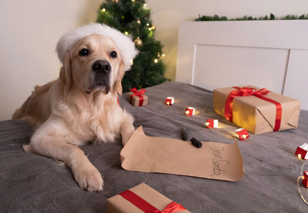 Ein Hund mit Weihnachtsmütze liegt zwischen Geschenken und Lichtern auf einem Bett und blickt in die Kamera.
